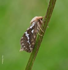Attēlu rezultāti vaicājumam “Hepialus lupulinus”