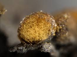 Attēlu rezultāti vaicājumam “Ophiotheca chrysosperma macro”