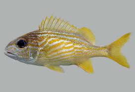 Image result for Haemulon flavolineatum