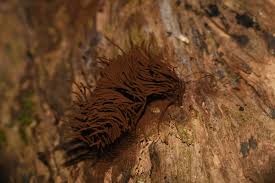 Attēlu rezultāti vaicājumam “Cribraria aurantiaca var. persoonii young”