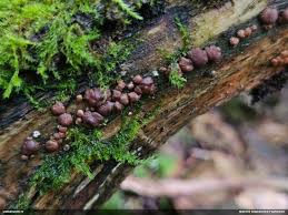 Attēlu rezultāti vaicājumam “Fuligo licentii young”