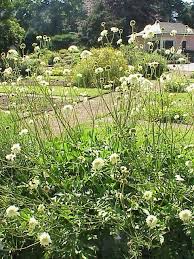 Image result for Scabiosa ochroleuca