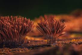 Attēlu rezultāti vaicājumam “Stemonitis axifera”