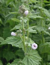 Image result for Althaea officinalis