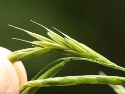 Attēlu rezultāti vaicājumam “Brachypodium pinnatum”