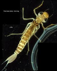 Attēlu rezultāti vaicājumam “Pogonatum dentatum macro”