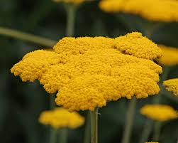 Image result for Achillea filipendulina