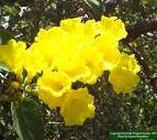 <b>Boraginaceae</b>