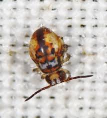 Attēlu rezultāti vaicājumam “Symphypleona”