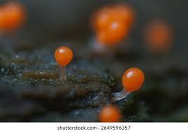 Attēlu rezultāti vaicājumam “Craterium minutum young”