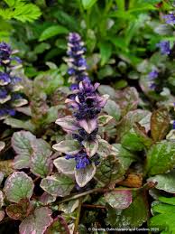 Attēlu rezultāti vaicājumam “Ajuga reptans”