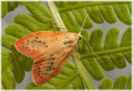 Attēlu rezultāti vaicājumam “Miltochrista miniata”