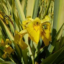Attēlu rezultāti vaicājumam “Iris pseudacorus flower”