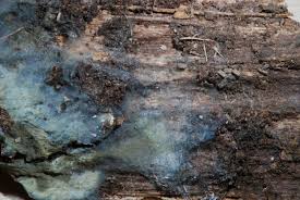 Attēlu rezultāti vaicājumam “Byssocorticium atrovirens”