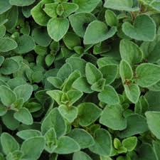 Image result for Origanum majorana