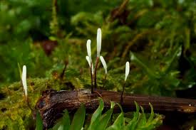 Attēlu rezultāti vaicājumam “Typhula setipes”