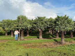 Attēlu rezultāti vaicājumam “Conardia compacta macro”