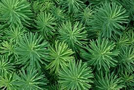 Attēlu rezultāti vaicājumam “Euphorbia cyparissias”