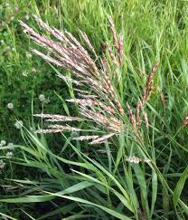 Attēlu rezultāti vaicājumam “Bromopsis inermis”