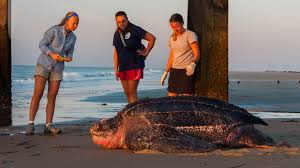 Image result for Dermochelys coriacea