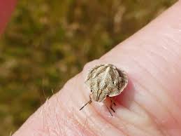 Attēlu rezultāti vaicājumam “Eurygaster testudinaria nymph”