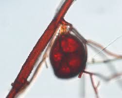 Attēlu rezultāti vaicājumam “Leptobryum pyriforme sporophyte”