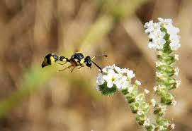 Attēlu rezultāti vaicājumam “Eumenes sp.”