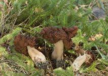 Attēlu rezultāti vaicājumam “Gyromitra esculenta”