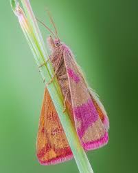 Attēlu rezultāti vaicājumam “Lythria cruentaria”