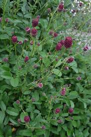 Attēlu rezultāti vaicājumam “Sanguisorba officinalis leaf”