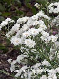 Attēlu rezultāti vaicājumam “Achillea ptarmica flower”