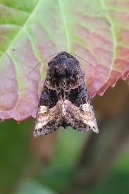 Attēlu rezultāti vaicājumam “Euplexia lucipara”