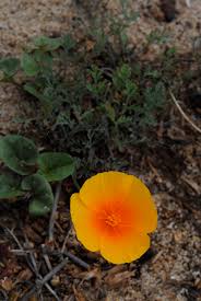 Attēlu rezultāti vaicājumam “Eschscholzia californica leaf”