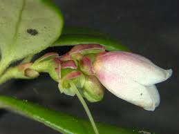 Attēlu rezultāti vaicājumam “Vaccinium vitis-idaea flower”