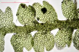 Attēlu rezultāti vaicājumam “Leiocolea rutheana sporophyte”