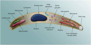 Attēlu rezultāti vaicājumam “Lignydium muscorum plasmodium”