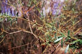 Attēlu rezultāti vaicājumam “Salix purpurea”