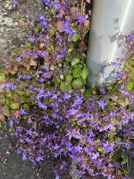 Attēlu rezultāti vaicājumam “Campanula cervicaria flower”