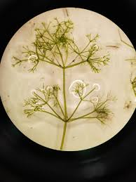 Attēlu rezultāti vaicājumam “Nitella sp.”