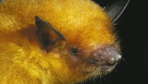 Attēlu rezultāti vaicājumam “Myotis sp.”