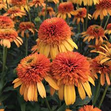 Image result for Echinacea Lustre hybrids