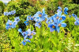 Image result for Meconopsis betonicifolia