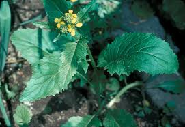 Attēlu rezultāti vaicājumam “Sinapis arvensis”