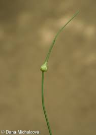 Attēlu rezultāti vaicājumam “Allium oleraceum bud”