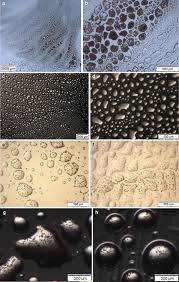 Attēlu rezultāti vaicājumam “Badhamiopsis praetermissa spores”