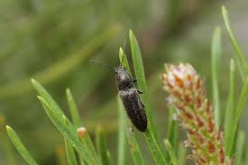 Attēlu rezultāti vaicājumam “Cidnopus aeruginosus”