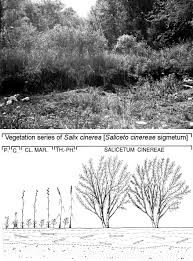 Attēlu rezultāti vaicājumam “Salix cinerea”