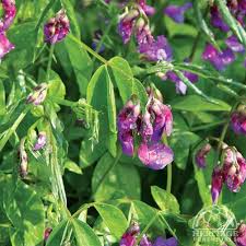 Attēlu rezultāti vaicājumam “Lathyrus vernus”