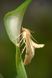 Attēlu rezultāti vaicājumam “Eulithis mellinata”