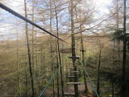 Image result for Go Ape! Whinlatter